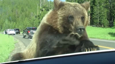 Nelle Artigli del Pericolo: Incontro Terrificante con un Grizzly