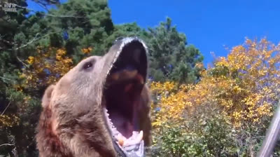 Surviving the Horror: Tourist Confronts a Hungry Grizzly
