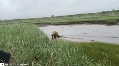 Cacciatori di Incubi: Incontro Inquietante con un Orso Grizzly