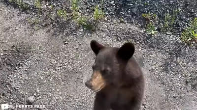 All'ombra del Terrore: Intrappolati in un Incontro con un Grizzly