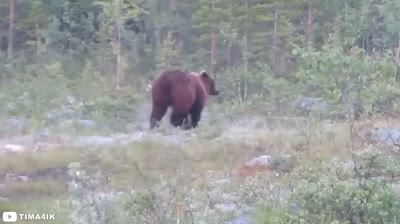Perseguido por um monstro: encontro estranho com um urso-cinzento selvagem