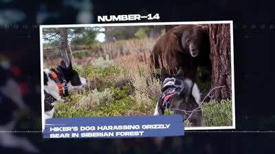 Ruggito del Pericolo: Incontro Terrificante con un Grizzly Affamato