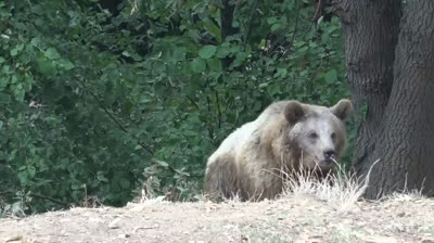Furia della Foresta: Turista Affronta il Suo Peggiore Incubo con un Grizzly