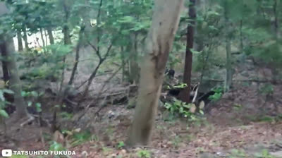 Nel Regno delle Ombre: Inquietante Apparizione di un Grizzly