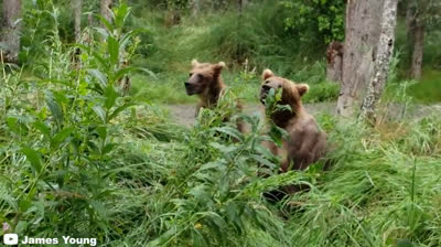 Incubo Selvaggio: Intrappolati in un Incontro Terrificante con un Grizzly