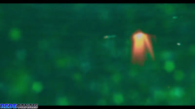 Sempre Bruxa 01EP01 DUBLADO.Keniiee ❦