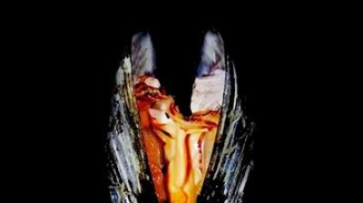 More stuffLas Hijas del Fuego  2018