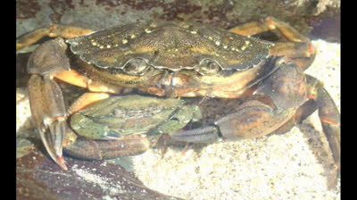 BOSTON CRABS (1965) - WHO