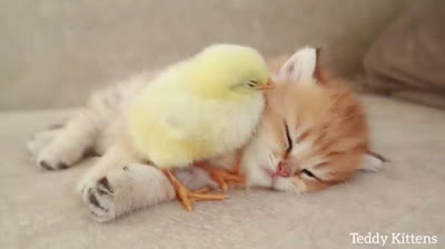 Chick sleeping with kitten