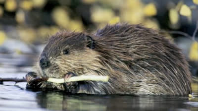 BEAVER AND THE TRAPPERS (1966) - HAPPINESS IS HAVIN'